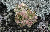 Orostachys spinosa