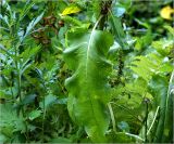 Rumex sylvestris