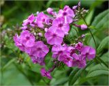 Phlox paniculata