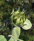 Helianthus annuus