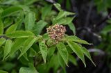 Sambucus sibirica. Верхушка побега с незрелым соплодием. Красноярский край, Берёзовский р-н, национальный парк \"Красноярские Столбы\", Центральные Столбы, расщелина в скале. 05.06.2022.