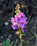 Verbascum phoeniceum. Соцветие. Оренбургская обл., Саракташский р-н, хр. Карамурунтау, у дороги. 07.07.2023.