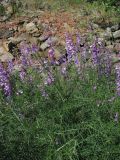 Vicia elegans