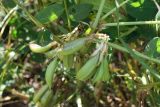 Astragalus tschimganicus