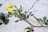 Trigonella grandiflora