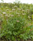 Pachypleurum alpinum. Цветущее растение. Полярный Урал, берег Правого Кёчпеля. 20.07.2011.