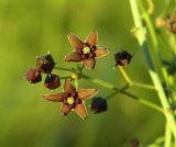 Vincetoxicum scandens. Верхушка соцветия. Украина, Донецкая обл., Славянский р-н, окр. с. Богородичное. 10.07.2012.