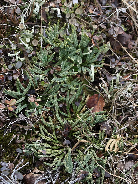 Изображение особи Diphasiastrum alpinum.