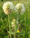 Trifolium montanum