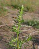 Salsola tragus