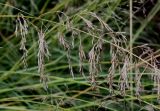 Eragrostis curvula