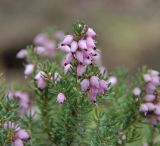 Erica carnea. Верхушка цветущего растения. Южный берег Крыма, г. Ялта, в культуре. 4 февраля 2013 г.