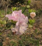 Rhododendron sichotense