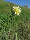 Tragopogon dubius подвид desertorum. Верхушка цветущего растения. Украина. Одесса, берег моря. 10.05.2013.