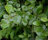 Berberis vulgaris