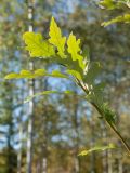 Quercus macrocarpa. Побег. Финляндия, г. Оулу, ботанический сад Университета Оулу, в культуре. 12.09.2013.