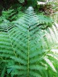 Athyrium filix-femina