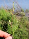 Rumex amurensis