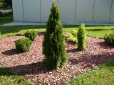 Thuja occidentalis. Дерево на клумбе. Кемеровская обл., г. Прокопьевск. 06.07.2014.