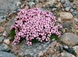 Silene acaulis