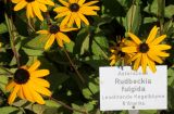 Rudbeckia fulgida. Соцветия. Германия, г. Дюссельдорф, Ботанический сад университета. 05.09.2014.