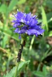 Veronica teucrium