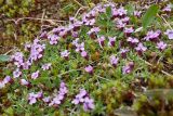 Silene acaulis