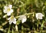 Cerastium bungeanum. Соцветие. Кыргызстан, Нарынская обл., левый берег р. Нарын, окр. с. Таш-Башат, вахтовый пос. 05.06.2015.