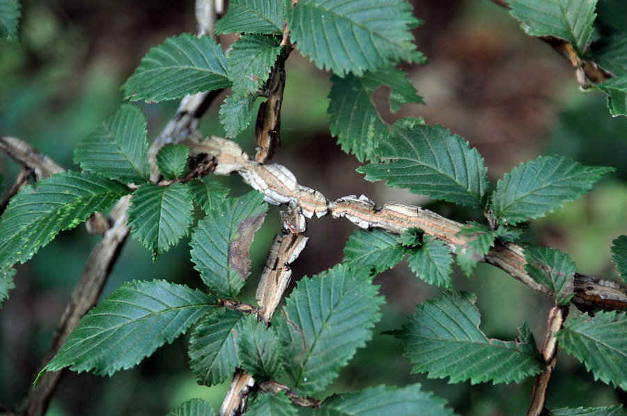 Image of Ulmus japonica specimen.