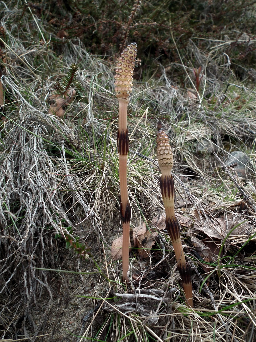 Изображение особи Equisetum arvense.