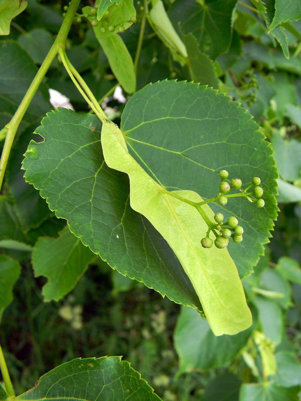 Изображение особи Tilia cordata.