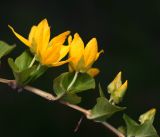 Lysimachia nummularia