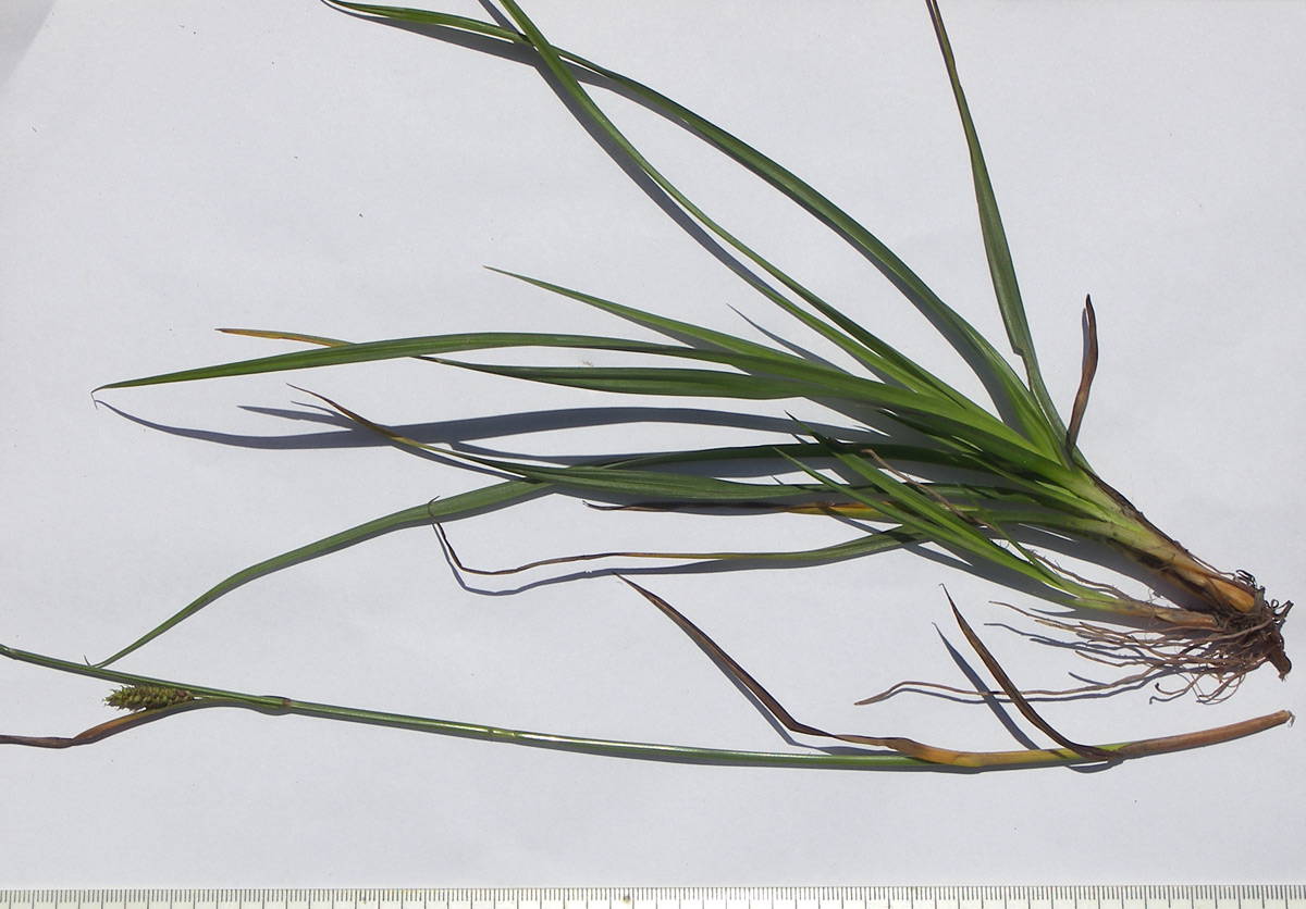 Image of Carex diluta specimen.