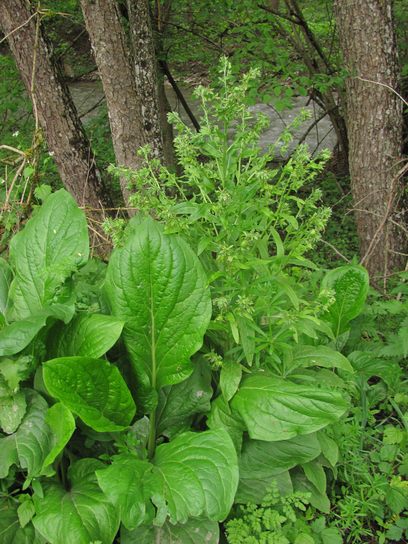 Image of Solenanthus biebersteinii specimen.