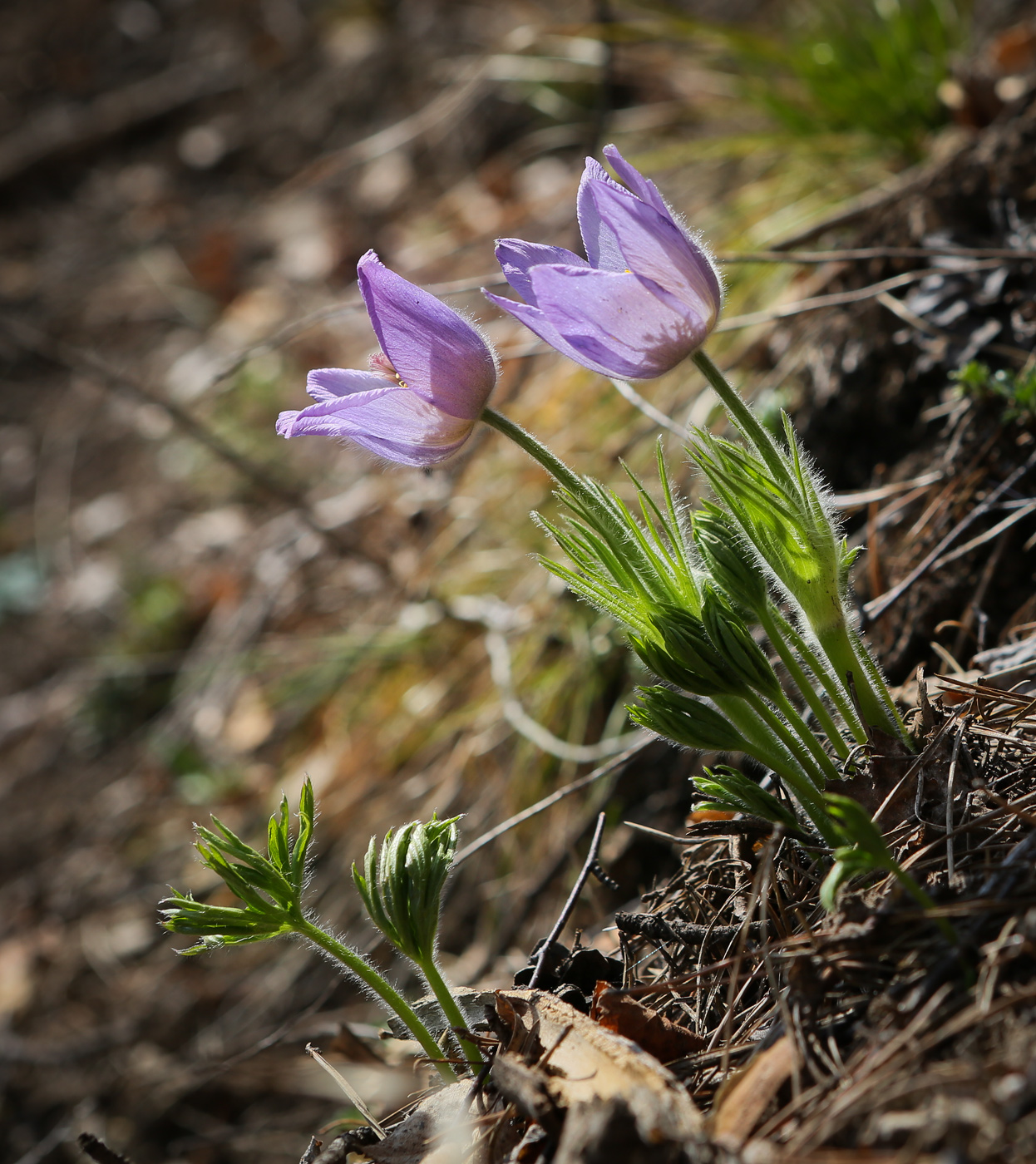 Изображение особи Pulsatilla patens.