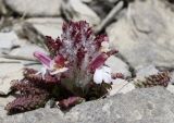 Pedicularis balkharica. Зацветающее растение. Республика Северная Осетия-Алания, Скалистый хребет, массив Кариухох, 2750 м н.у.м., известняковая россыпь. 14.05.2017.