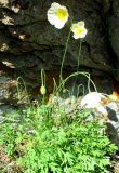 Papaver tenellum