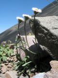 Erigeron pallidus. Цветущее растение. Южный Казахстан, Таласский Алатау, запов. Аксу-Жабаглы, урочище Каскабулак, выс. 3200 м н.у.м., моренные отложения. 16 июля 2017 г.