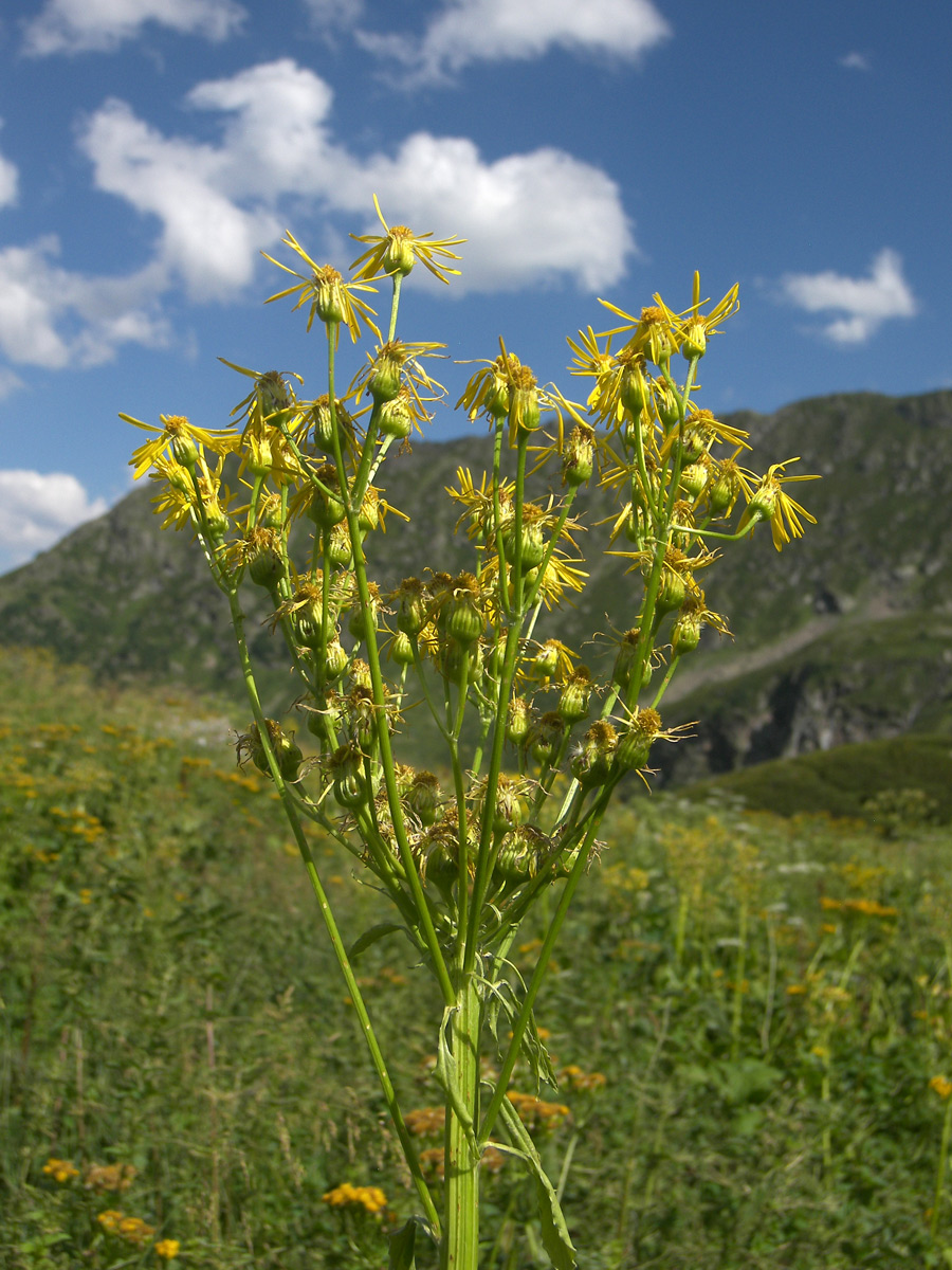 Изображение особи Tephroseris cladobotrys.