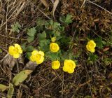 Ranunculus polyrhizos