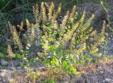 Lepidium perfoliatum