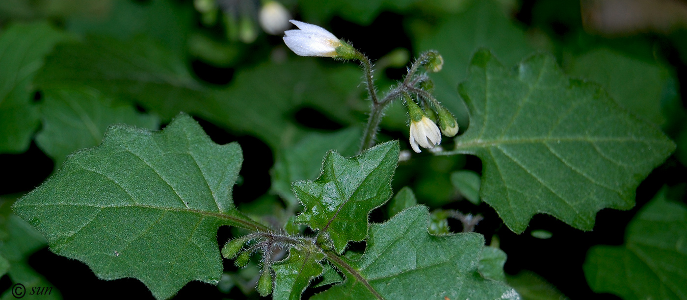 Изображение особи Solanum nigrum ssp. schultesii.