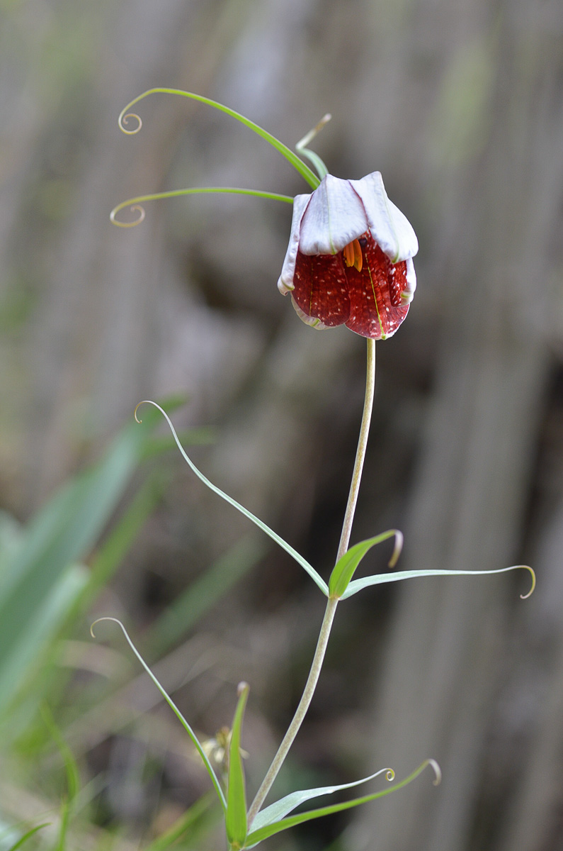 Изображение особи Fritillaria walujewii.