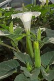 Datura innoxia