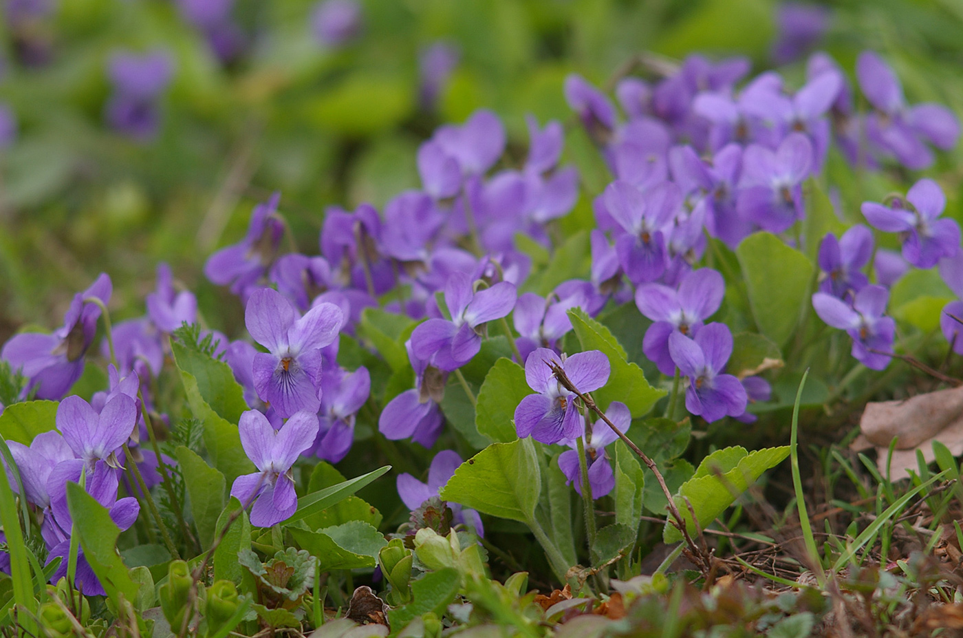 Изображение особи род Viola.