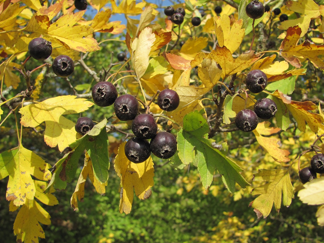 Изображение особи Crataegus pentagyna.