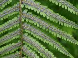 Dryopteris filix-mas. Нижняя поверхность вайи с незрелыми сорусами. Московская обл., Раменский р-н, пос. Ильинский, на дачном участке. 18.07.2017.