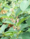 Symphoricarpos разновидность laevigatus