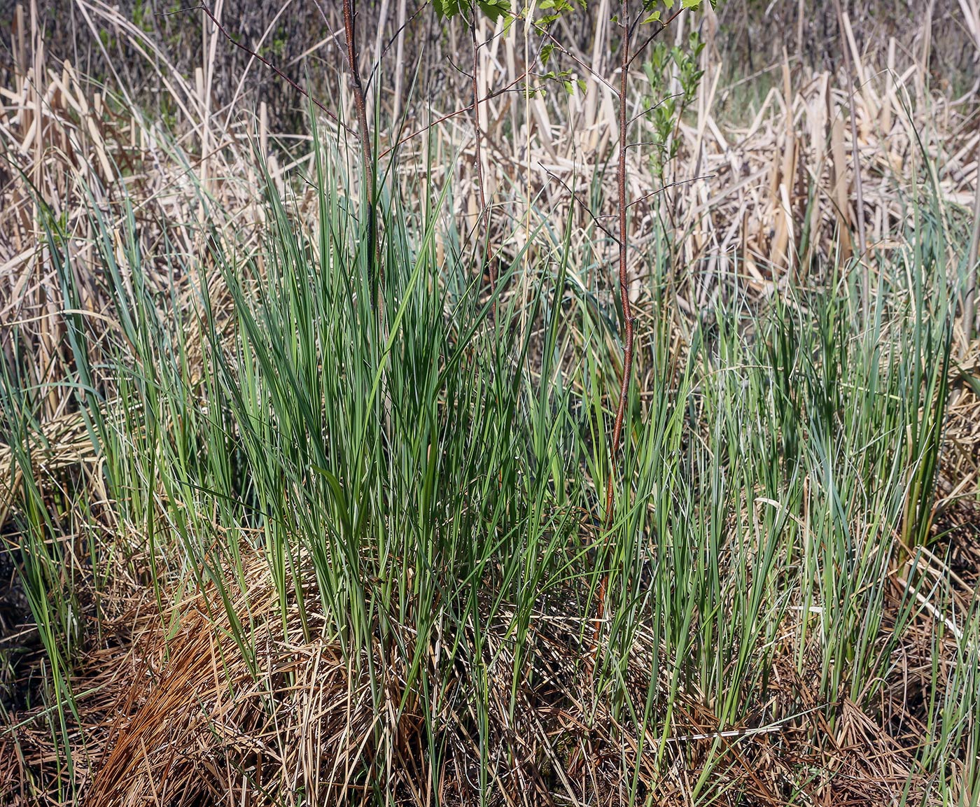 Изображение особи Carex acuta.