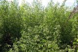 Artemisia umbrosa